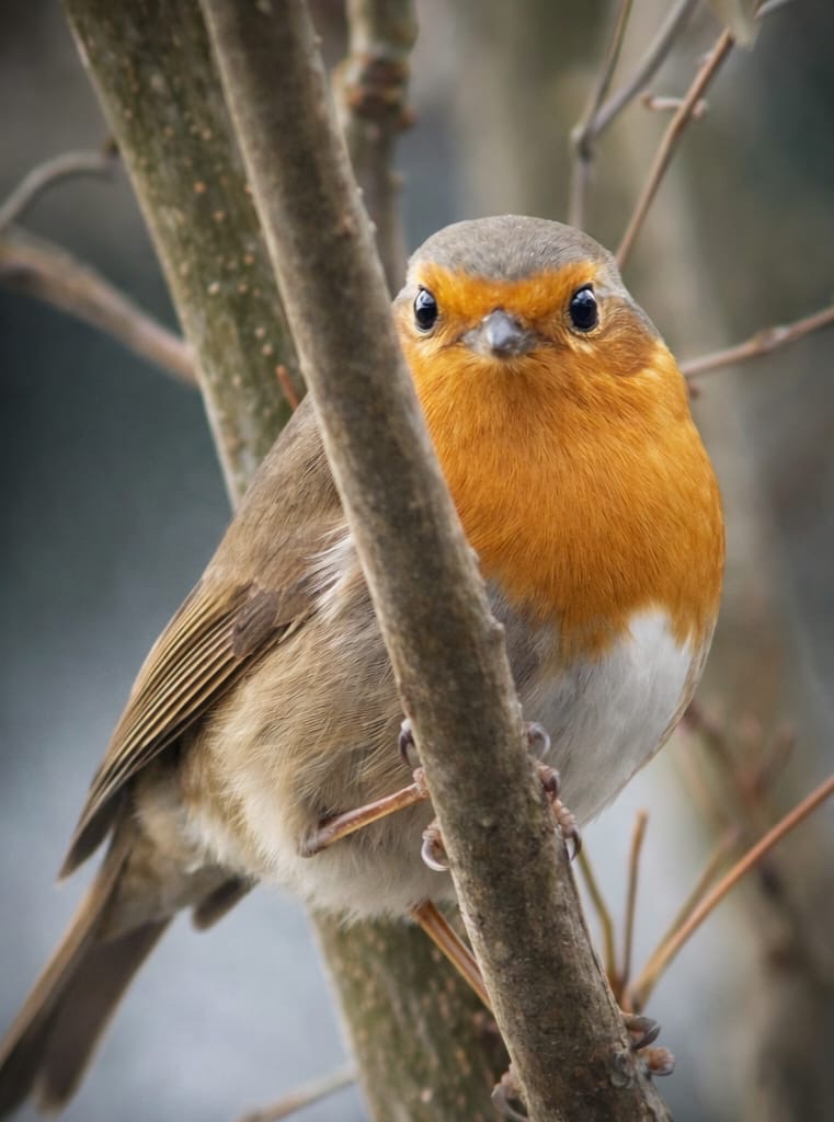 Rouge-gorge sur une branche