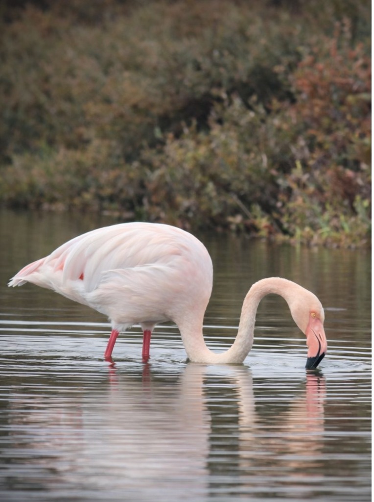 Flamant rose dans l'eau