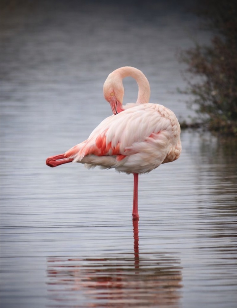 Flamant rose qui lisse ses plumes