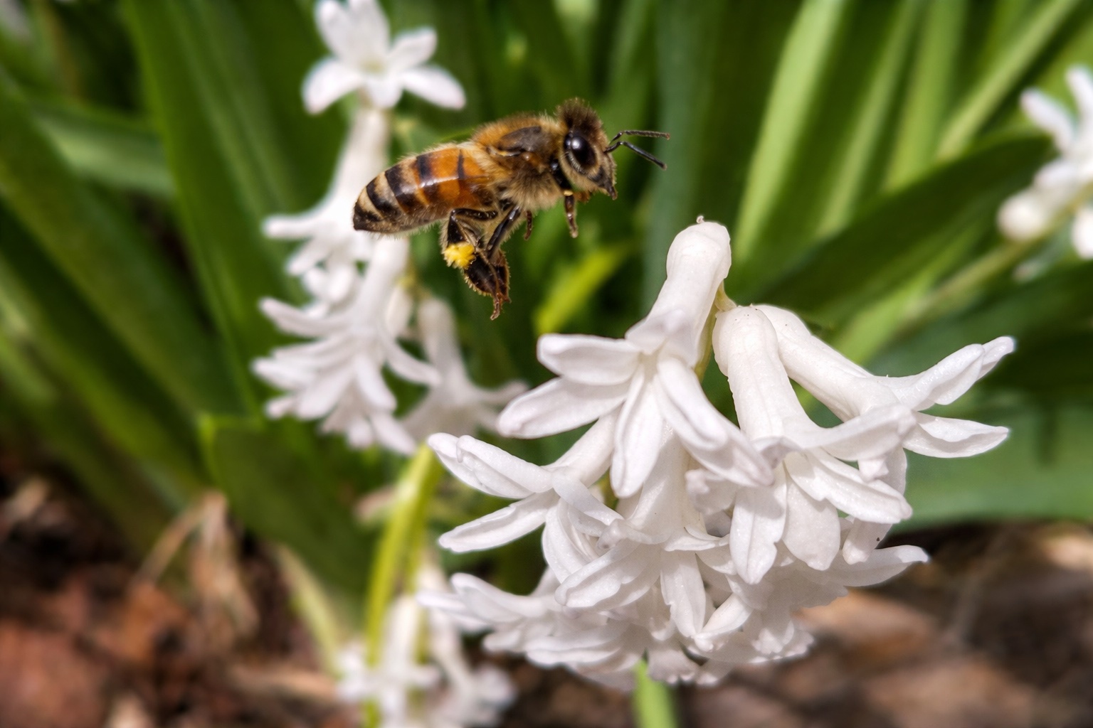 Abeille en vol près de fleurs blanches